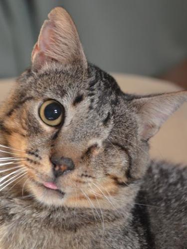 Ein Herz voller Wärme: Blinder Kater sucht sein Glück