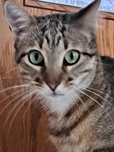 Aktiver Kater freut sich auf einen spannenden Neuanfang