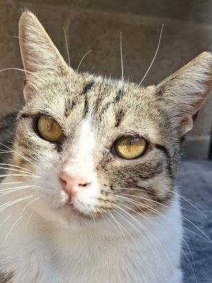 Unsere Traumkatze Trini versteht nicht warum sie im Tierheim ist. Sehnsüchtig wartet sie auf ihre neue Familie