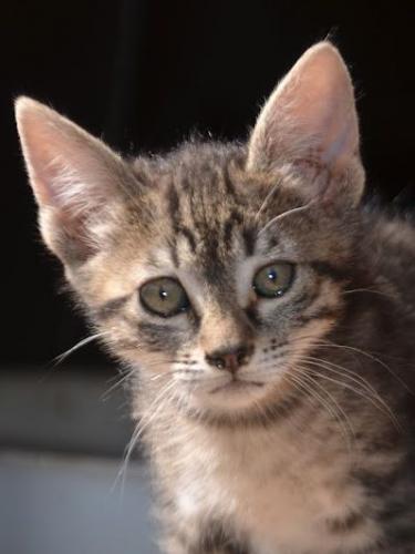 Zutrauliches Katzenmädchen sucht liebevolle Familie für gemeinsame Abenteuer.
