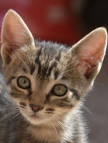 Pipo - ein liebenswerter Kater wünscht sich endlich ein Zuhause für immer.