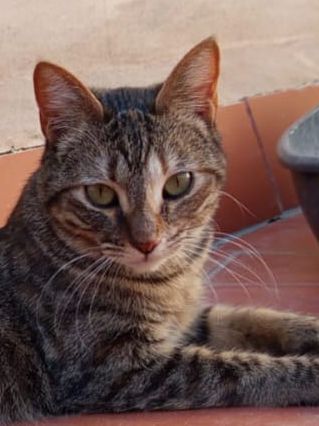 liebes Katzenmädchen möchte sich bei Ihnen als neues Familienmitglied bewerben