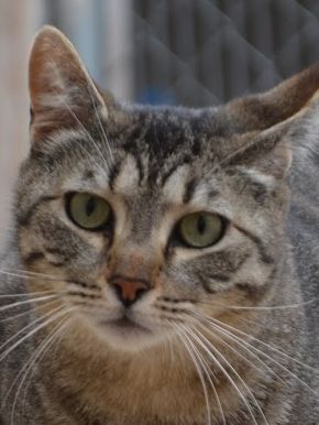 Kater Odd