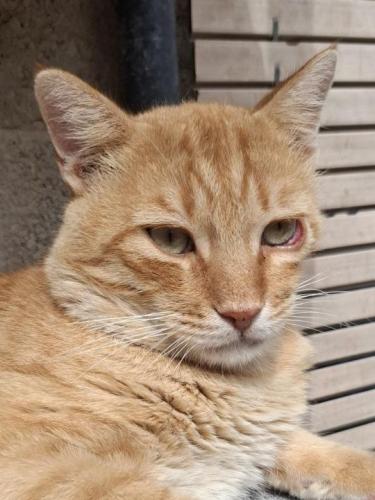 Kater Carica
