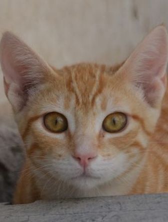 Bob 