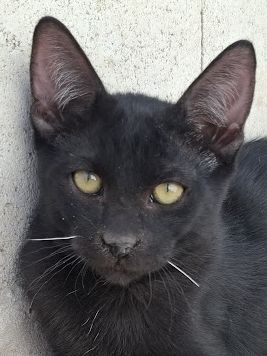 Ares