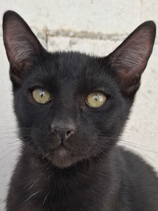 Cesar
