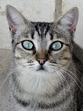 Kiki