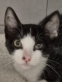 Kater Pompom