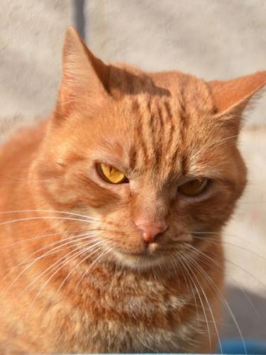k2603amber4.jpg