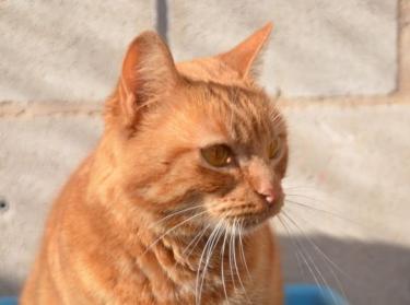 k2603amber5.jpg