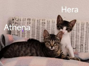 k2607heraundathena3.jpg