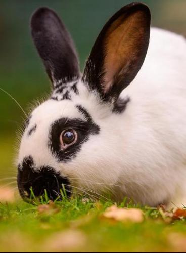 Liebevoller Kaninchenmann, stubenrein und sehr sozial