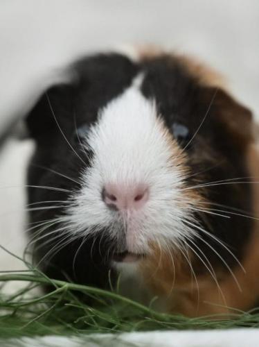 Gypsy sucht neues Zuhause