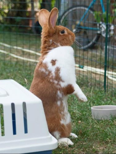 - reserviert - Kaninchen Carina