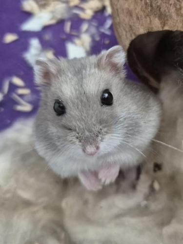 Mia