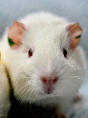 Fünf Labor- Meerschweinchen