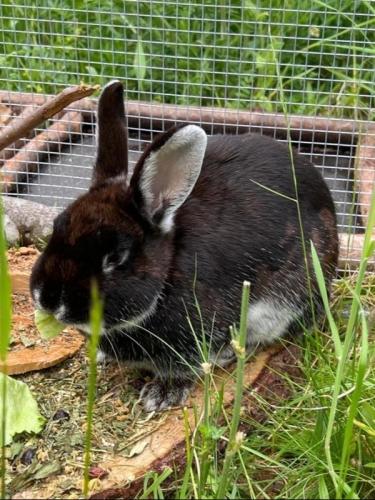 - demnächst vermittelbar - Schneewittchen