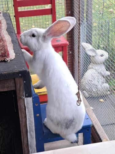 Kunigunde von Hohenzollern