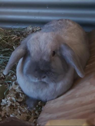 Luc