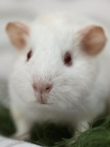 Fridolin
