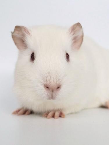 Glatthaar-Meerschweinchen