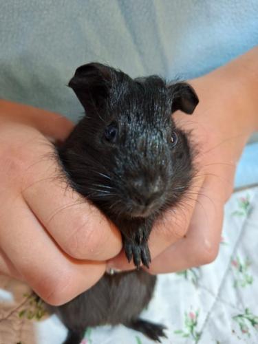 Otto