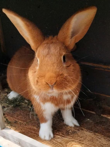 Kaninchen Marco