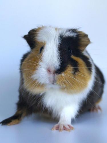 - RESERVIERT - Sammy