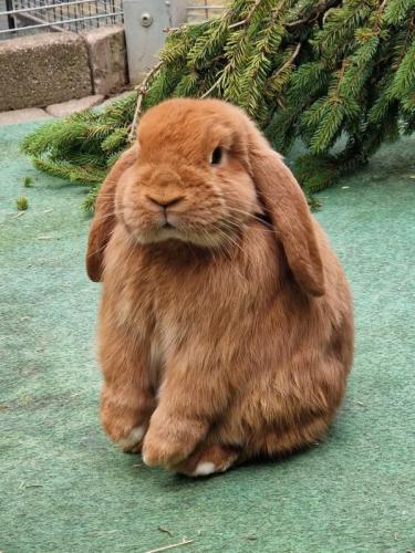 Pablo Kaninchen-Teenie Nr. 3