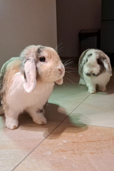 Ferdinand & Penelope