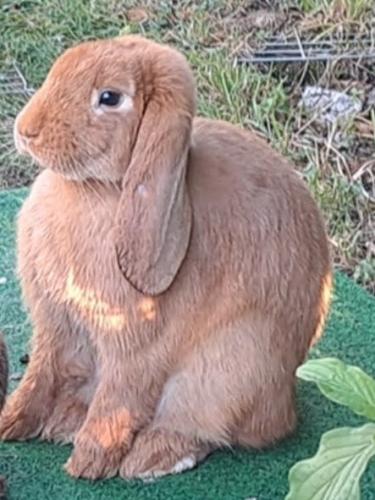 Pepe Kaninchen-Teenie Nr.1