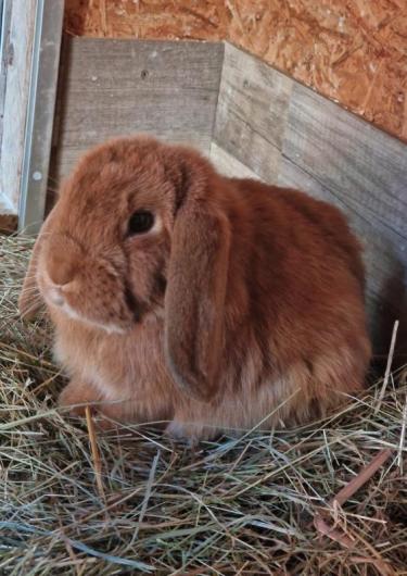 Peterson Kaninchen-Teenie Nr. 5