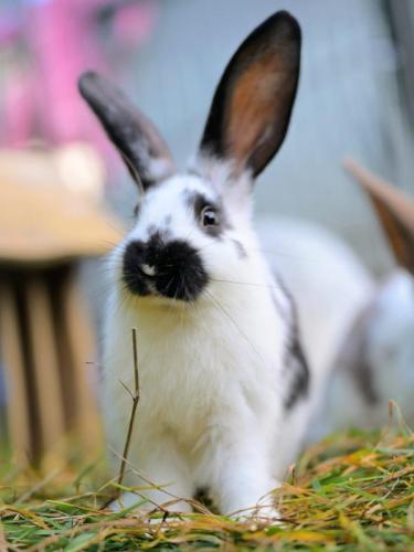 - derzeit nicht vermittelbar - Emil