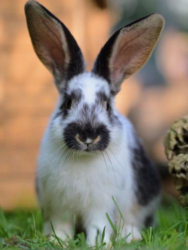 - derzeit nicht vermittelbar - Karlchen