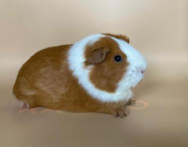 m0526peach.jpg