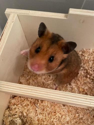 h0526hamsterchen.jpg