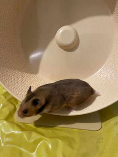 h0526hamsterchen1.jpg