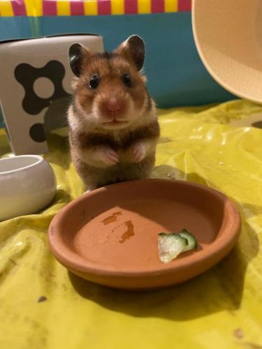 h0526hamsterchen2.jpg