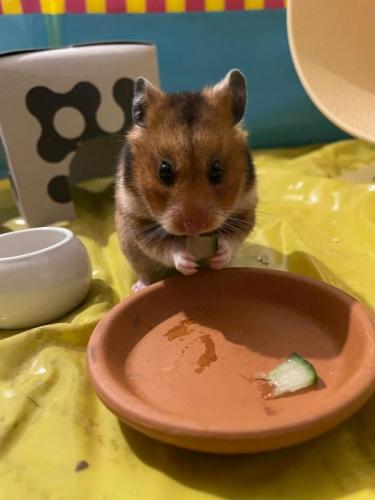 h0526hamsterchen3.jpg