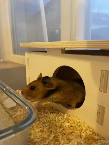 h0526hamsterchen4.jpg