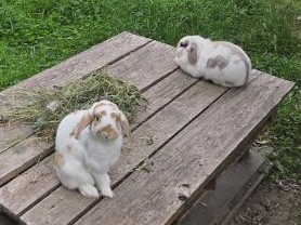 linus-und-lina.jpg