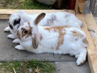 linus-und-lina1.jpg