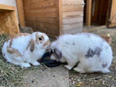 linus-und-lina3.jpg