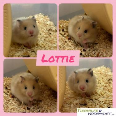 ha2606lottie6.jpg