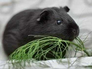 m0830otto2.jpg