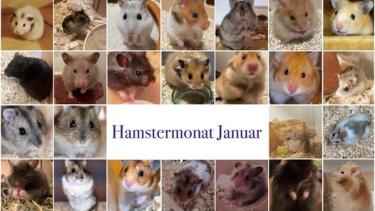 Der Januar steht bei uns ganz unter dem Stern des Hamsters. 🐹