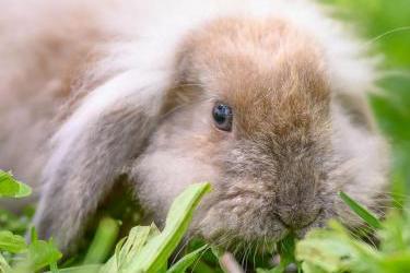 Infoblatt Futterpflanzen für Kaninchen