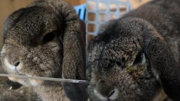 Das traurige Schicksal von Ernie und Bert