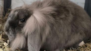 Fridolinas Zahn muss gezogen werden